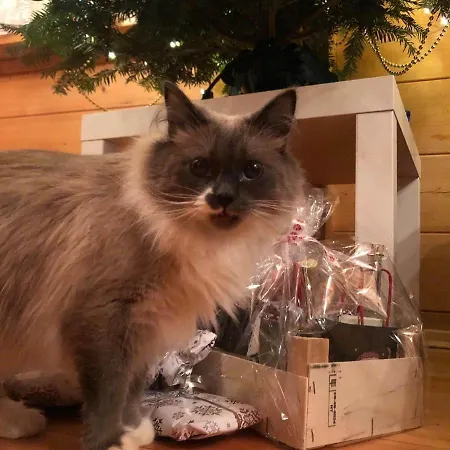 查奇德拉奇旅馆 * 克鲁斯兹考采