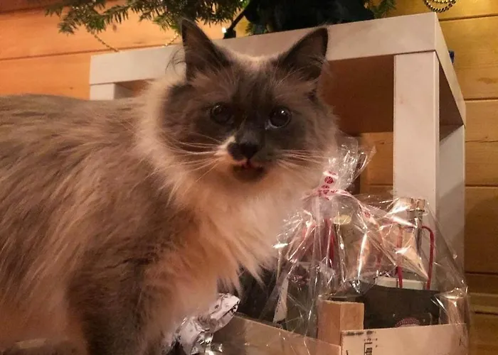 Chatki Qdlatki * Kluszkowce